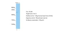 Kelch-Like 3 Antibody, Novus Biologicals 100 &mu;L; Unconjugated:Antibodies,